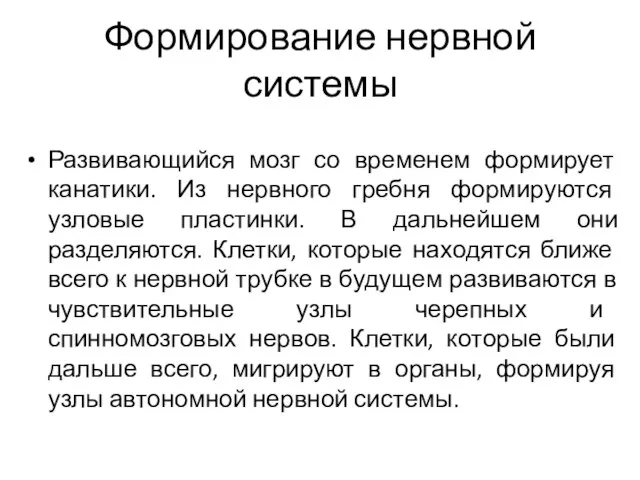 Формирование нервной системы Развивающийся мозг со временем формирует канатики. Из нервного