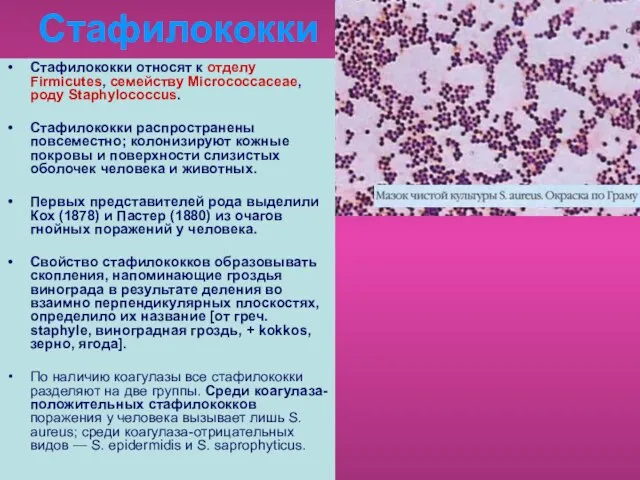 Стафилококки относят к отделу Firmicutes, семейству Microсоссасеае, роду Staphylococcus. Стафилококки распространены