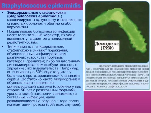 Staphylococcus epidermidis Эпидермальные стафилококки (Staphylococcus epidermidis ) колонизируют гладкую кожу и