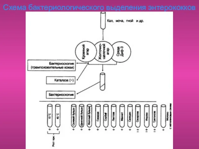 Схема бактериологического выделения энтерококков