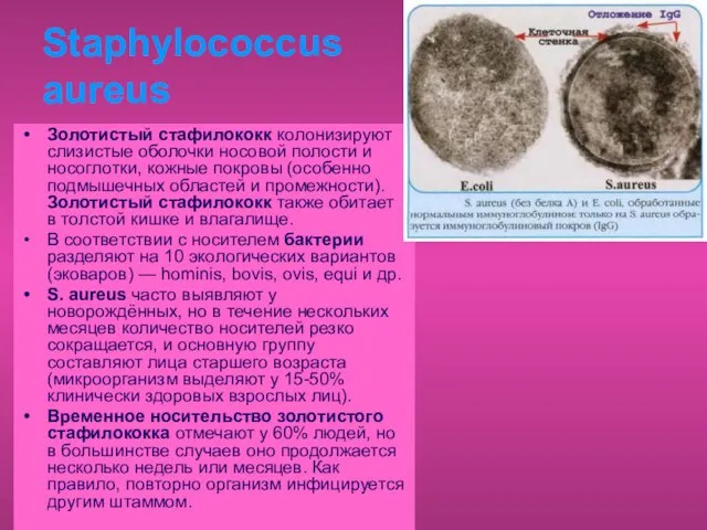 Staphylococcus aureus Золотистый стафилококк колонизируют слизистые оболочки носовой полости и носоглотки,