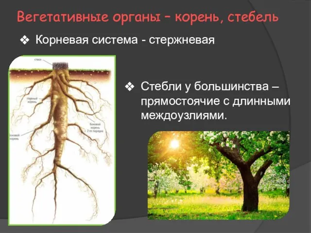 Вегетативные органы – корень, стебель Корневая система - стержневая Стебли у