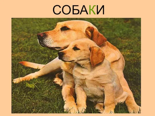 СОБАКИ