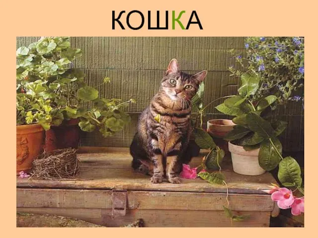 КОШКА