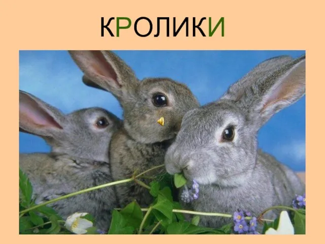 КРОЛИКИ