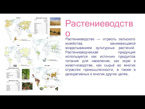 Растениеводство Растениеводство — отрасль сельского хозяйства, занимающаяся возделыванием культурных растений. Растениеводческая