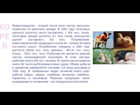 КОРЕЯ Животноводство - второй после риса сектор сельского хозяйства по величине