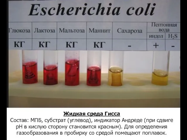 Жидкая среда Гисса Состав: МПБ, субстрат (углевод), индикатор Андреде (при сдвиге