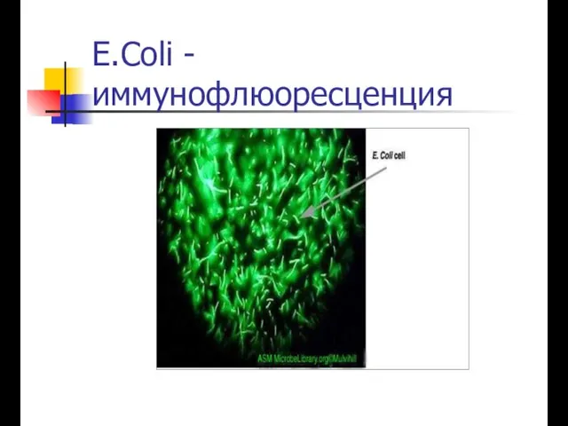 E.Coli - иммунофлюоресценция