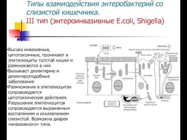 Типы взамиодействия энтеробактерий со слизистой кишечника. III тип (энтероинвазивные E.coli, Shigella)