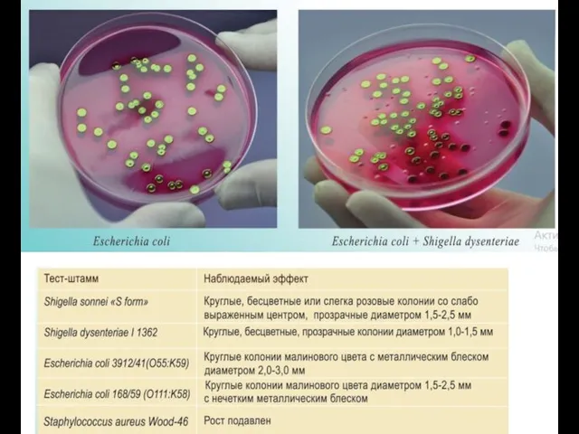 E.coli.