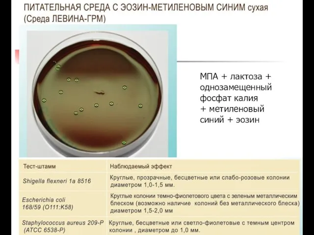 МПА + лактоза + однозамещенный фосфат калия + метиленовый синий + эозин