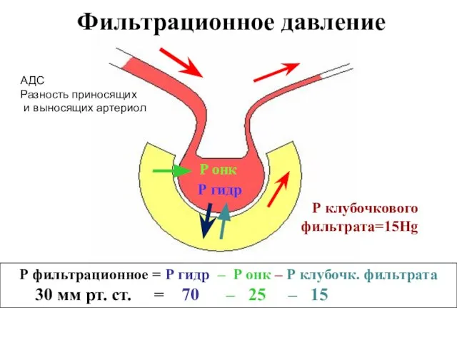 P онк Р гидр Р клубочкового фильтрата=15Hg Фильтрационное давление Р фильтрационное