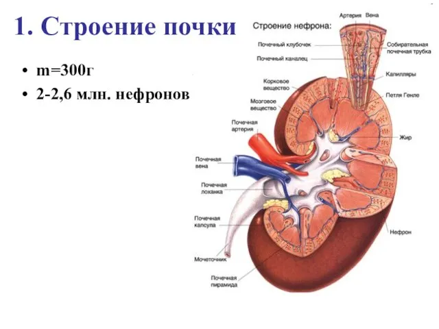 1. Строение почки m=300г 2-2,6 млн. нефронов