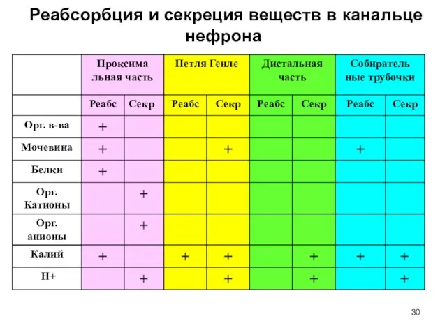 Реабсорбция и секреция веществ в канальце нефрона