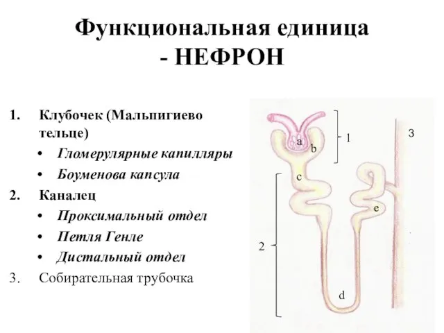 Функциональная единица - НЕФРОН Клубочек (Мальпигиево тельце) Гломерулярные капилляры Боуменова капсула