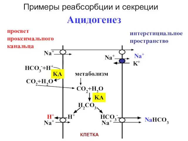 Ацидогенез Na+ Na+ K+ HCO3-+H+ KA CO2+H2O метаболизм CO2+H2O H2CO3 KA