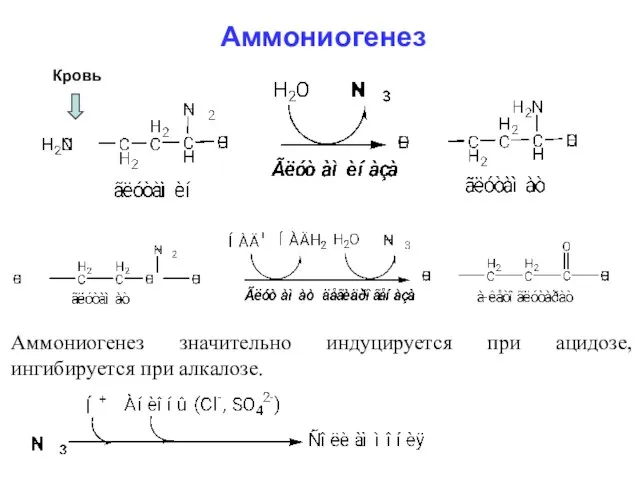 Кровь Аммониогенез Аммониогенез значительно индуцируется при ацидозе, ингибируется при алкалозе.