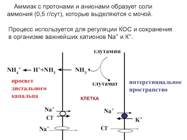 просвет дистального канальца интерстициальное пространство NH4+ H++NH3 NH3 глутамин глутамат Na+