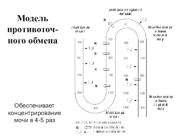 Модель противоточ-ного обмена Обеспечивает концентрирование мочи в 4-5 раз