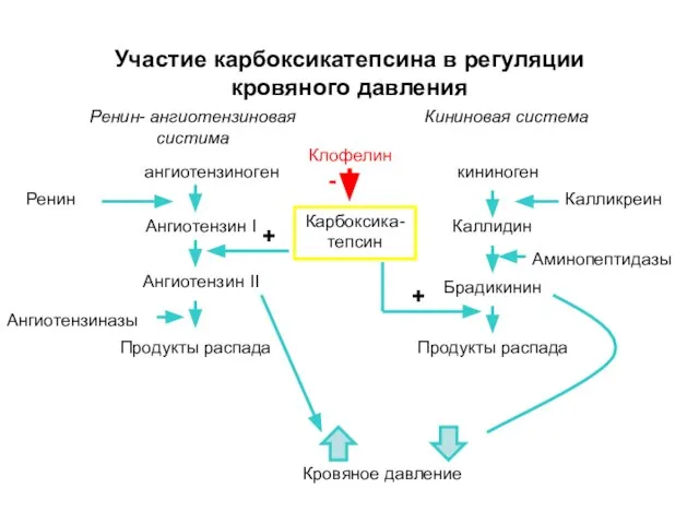 Участие карбоксикатепсина в регуляции кровяного давления Ренин- ангиотензиновая систима ангиотензиноген Ангиотензин