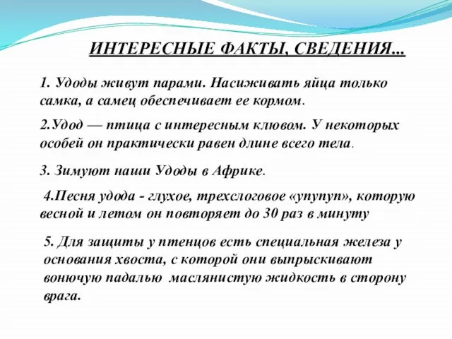 ИНТЕРЕСНЫЕ ФАКТЫ, СВЕДЕНИЯ... 1. Удоды живут парами. Насиживать яйца только самка,