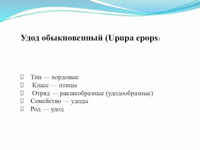 Удод обыкновенный (Upupa epops) Тип — хордовые Класс — птицы Отряд