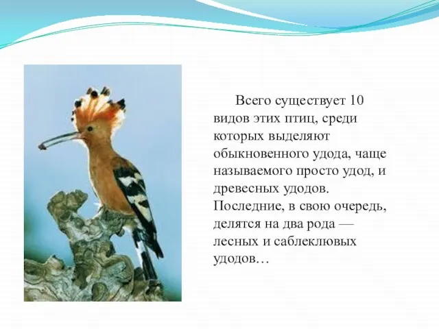 Всего существует 10 видов этих птиц, среди которых выделяют обыкновенного удода,