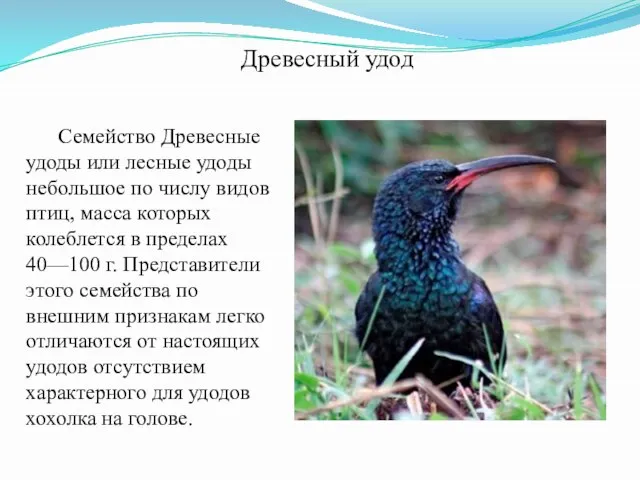 Семейство Древесные удоды или лесные удоды небольшое по числу видов птиц,