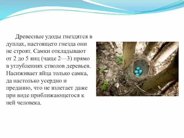 Древесные удоды гнездятся в дуплах, настоящего гнезда они не строят. Самки