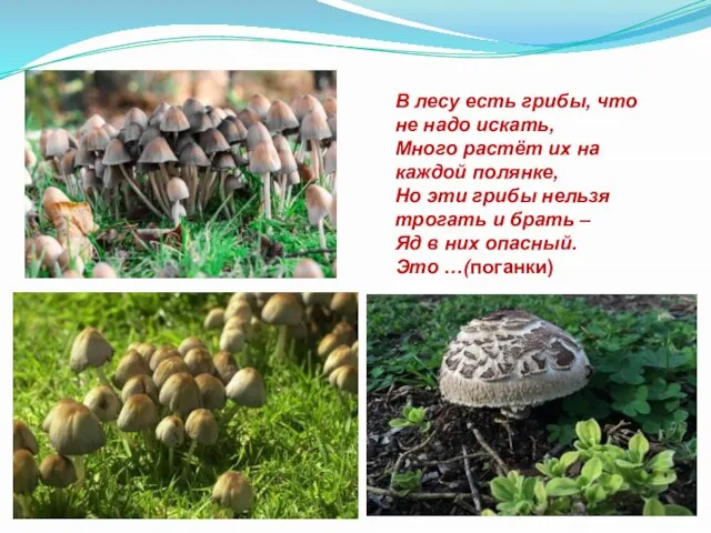 В лесу есть грибы, что не надо искать, Много растёт их