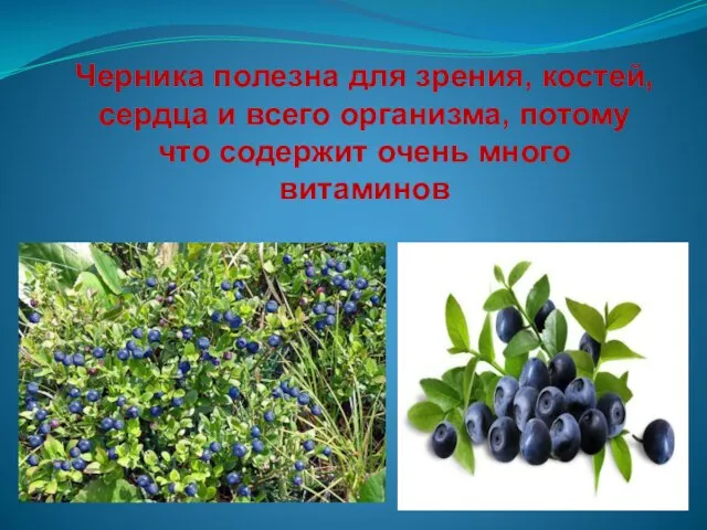 Черника полезна для зрения, костей, сердца и всего организма, потому что содержит очень много витаминов