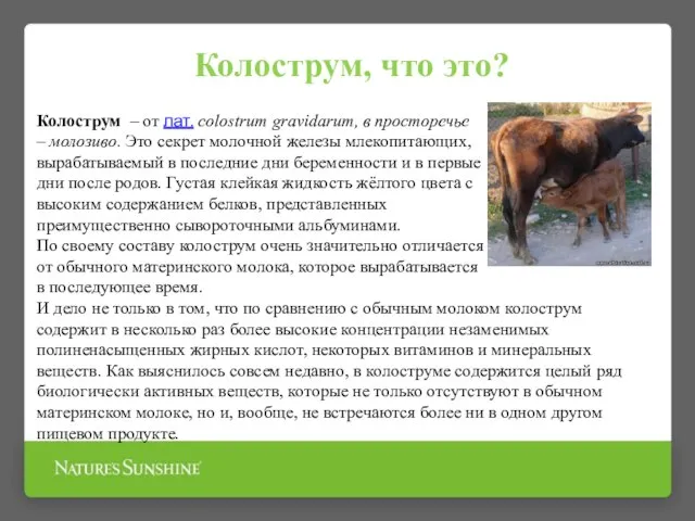 Колострум, что это? Колострум – от лат. colostrum gravidarum, в просторечье