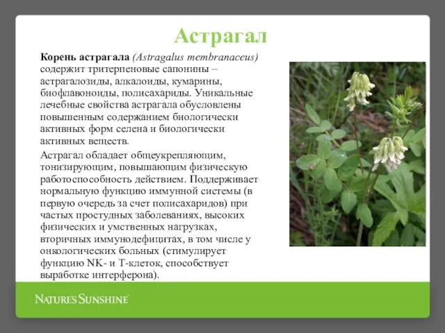 Астрагал Корень астрагала (Astragalus membranaceus) содержит тритерпеновые сапонины – астрагалозиды, алкалоиды,