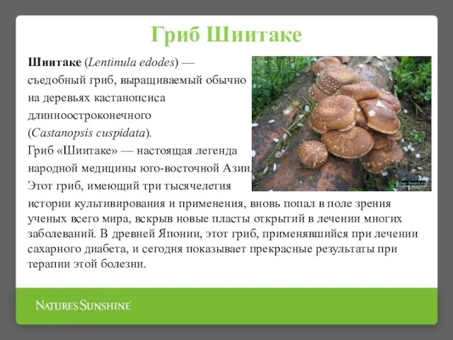 Гриб Шиитаке Шиитаке (Lentinula edodes) — cъедобный гриб, выращиваемый обычно на