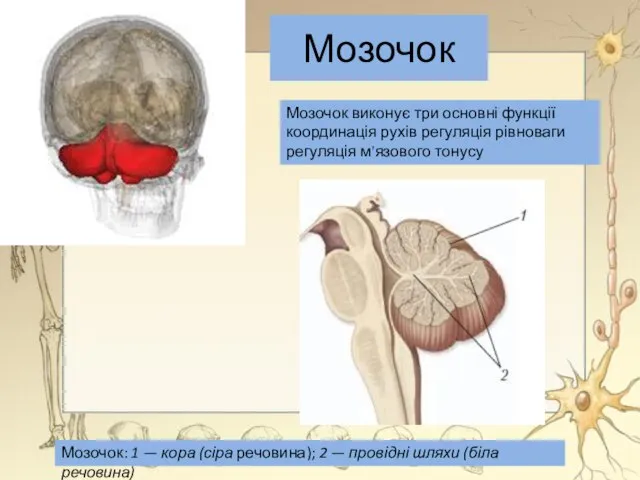 Мозочок Мозочок: 1 — кора (сіра речовина); 2 — провідні шляхи