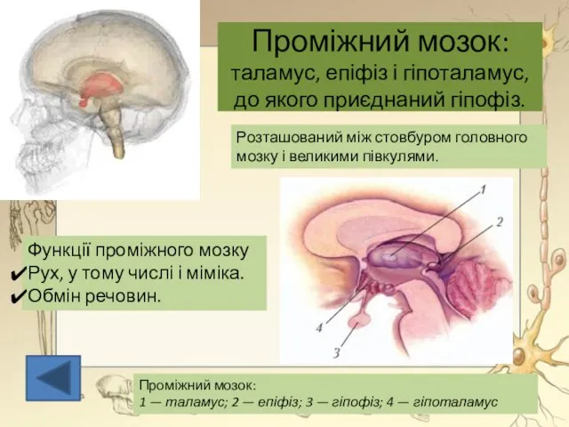 Проміжний мозок: таламус, епіфіз і гіпоталамус, до якого приєднаний гіпофіз. Проміжний