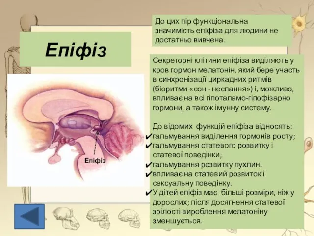 Епіфіз До цих пір функціональна значимість епіфіза для людини не достатньо