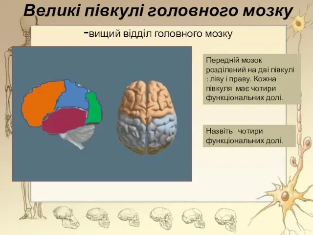 Великі півкулі головного мозку -вищий відділ головного мозку Передній мозок розділений