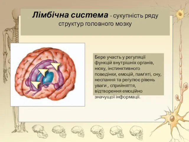 Лімбічна система - сукупність ряду структур головного мозку Бере участь у