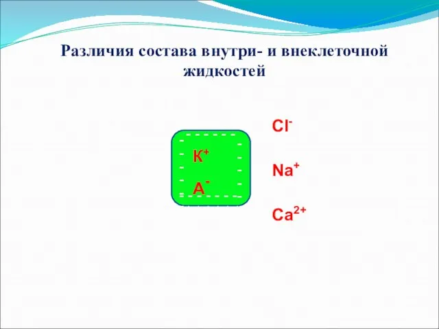 Различия состава внутри- и внеклеточной жидкостей - - - - -