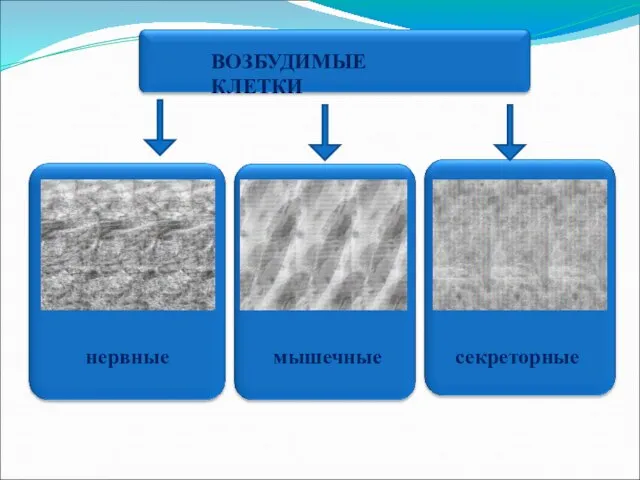 ВОЗБУДИМЫЕ КЛЕТКИ нервные мышечные секреторные