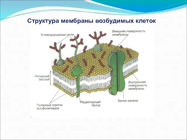 Структура мембраны возбудимых клеток