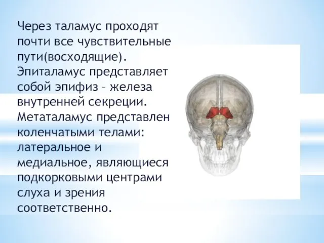 Через таламус проходят почти все чувствительные пути(восходящие).Эпиталамус представляет собой эпифиз –