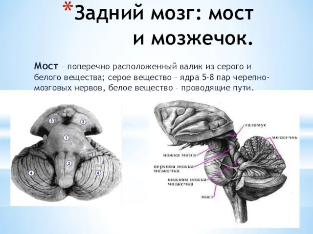 Задний мозг: мост и мозжечок. Мост – поперечно расположенный валик из