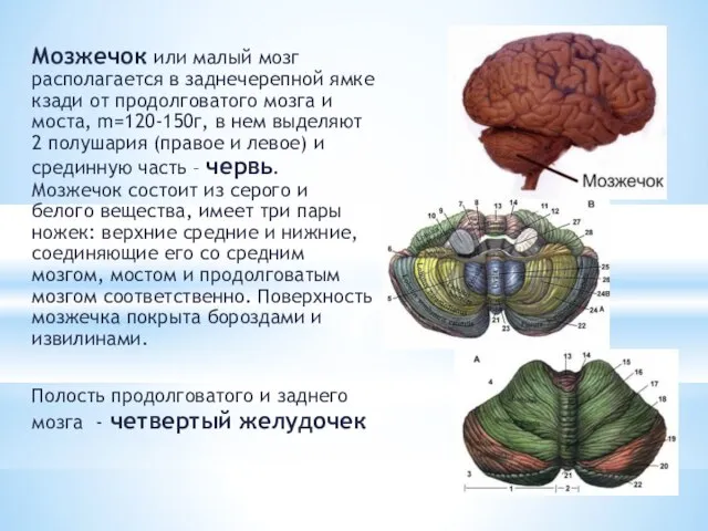 Мозжечок или малый мозг располагается в заднечерепной ямке кзади от продолговатого