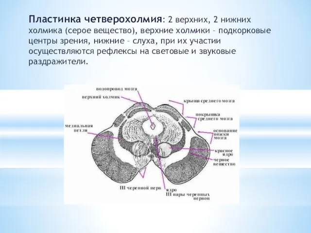 Пластинка четверохолмия: 2 верхних, 2 нижних холмика (серое вещество), верхние холмики