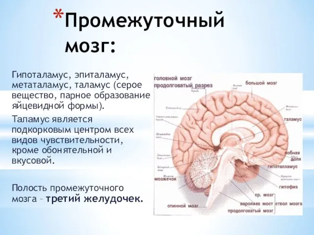 Промежуточный мозг: Гипоталамус, эпиталамус, метаталамус, таламус (серое вещество, парное образование яйцевидной