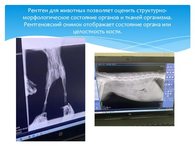 Рентген для животных позволяет оценить структурно-морфологическое состояние органов и тканей организма.
