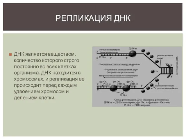 ДНК является веществом, количество которого строго постоянно во всех клетках организма.